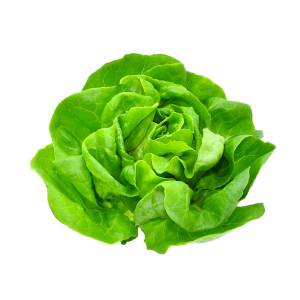 Imagen de LECHUGA MANTECOSA KG