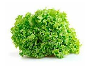 Imagen de LECHUGA HOJA KG